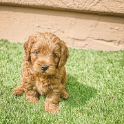 Nice looking and healthy Labradoodle puppies Port of Spain