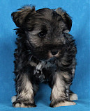 Cute Miniature Schnauzer puppies for adoption Arima