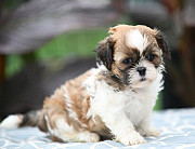 Wonderful Shih Tzu Puppies for adoption. Popondetta