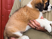 I have two saint bernard puppies for adoption Lae