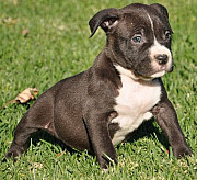 Gorgeous male and female Pittbull puppies, Kimbe