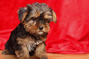 We have the smallest, cutest, best looking, top quality Yorkie puppies Lautoka