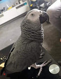 Parrots birds for sale Texas City