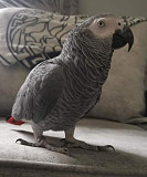 Parrots birds for sale Texas City