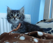 I have a beautiful Siberian Kittens Klang