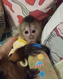 Well trained Capuchin Monkeys Phoenix