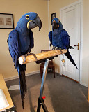 We have 2 Hyacinth Macaw Babies for sale. Dubai