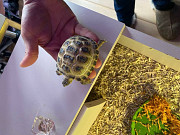 Lovely male and female Tortoise Ajman