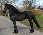 pascal is a beautiful, funny, willing, goofy 6year old Friesian gelding. Kastamonu