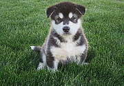 We have 2 beautiful AKC purebred Alaskan Malamute puppies for adoption Kirklareli