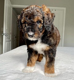 Cute and lovely Aussiedoodle Puppies for adoption Samsun