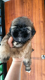 Shitzu puppy available Columbus