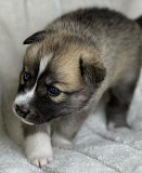 POMSKY puppies Oregon