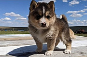 POMSKY puppies Oregon