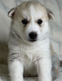 POMSKY puppies Oregon