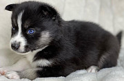 POMSKY puppies Oregon