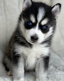 POMSKY puppies Oregon