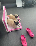 Pug puppies from Houston