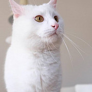 Pure Persian tripple coated original female cat Mumbai