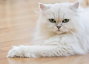 Pure Persian tripple coated original female cat Mumbai