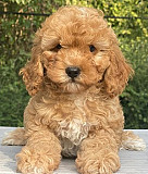 Two Cavapoo puppies for adoption Denver