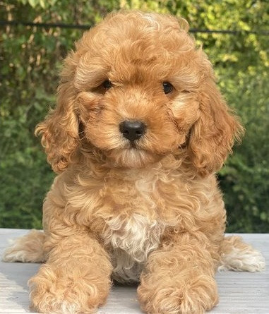 Two Cavapoo puppies for adoption in the USA (Ad #75915) - Yonfi.com