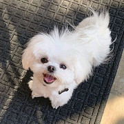 Adorable outstanding Maltese puppies Providence