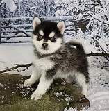 we have pure breed AKC registered male and female Pomsky puppies Olympia
