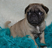 Cute and lovely Pug Puppies Salem
