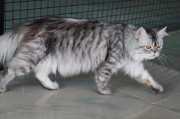Persian cat for sale from Cochin