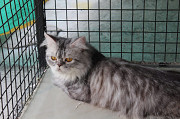Persian cat for sale from Cochin