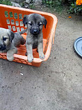 Puppies from Abuja