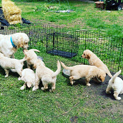 puppies for sale Oakland
