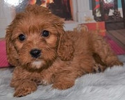 Adorable AKC registered Poodle puppies. Darwin
