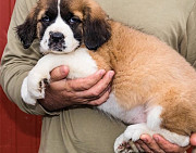 I have two saint bernard puppies for adoption. Adelaide
