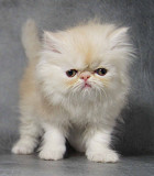 I have 12 weeks old Persian kittens Toronto