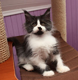 Cute Maine Coon kittens for adoption to good loving homes. Samsun