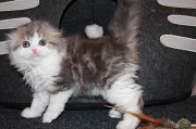 Gorgeous male and female scottish fold kittens, Christchurch