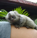 Adorable Marmoset monkey from Orlando