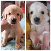 Golden retriever puppies...50 days old Asansol