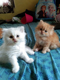 Persian kitten for sale in Bangalore Bengaluru