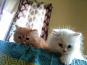Persian kitten for sale in Bangalore Bengaluru
