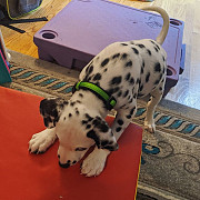 We have a Male and Female Dalmatian beautiful puppies Providence
