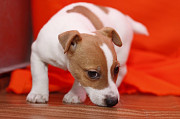 Male and female Jack Russell Terriers. Ajman