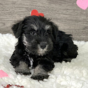 Cute Miniature Schnauzer puppies for adoption Toronto