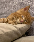 Mainecoon kittens for buy from Sacramento