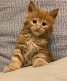 Mainecoon kittens for buy from Sacramento