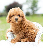 Toy Poodle puppies Seeking Lovely Home Augusta