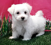 Sweet Maltese Available to go Lansing