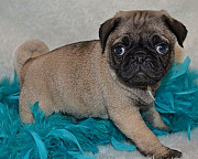 Cute and lovely Pug Puppies Olympia